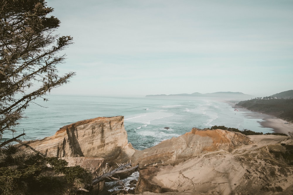 green tree near sea cliff during daytime