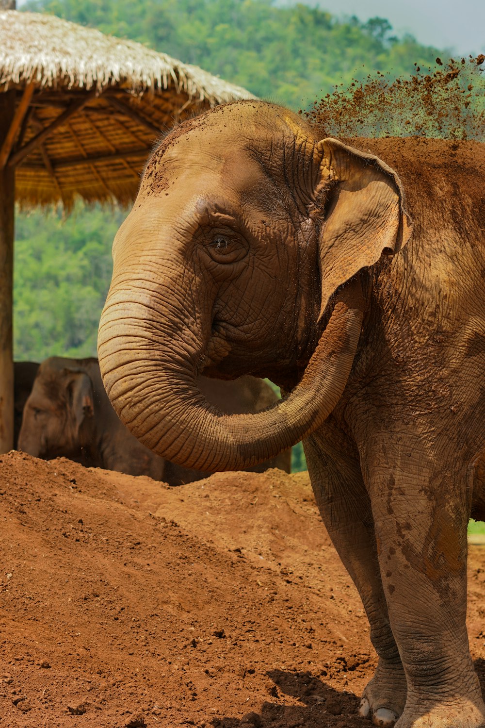 brown elephant playing with dirt during daytime