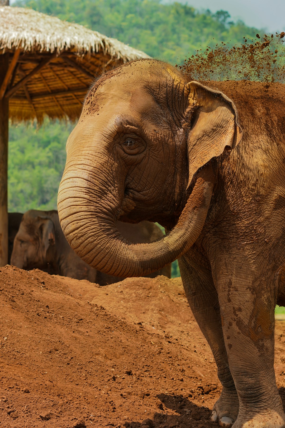 Elefante asiático em santuário ético