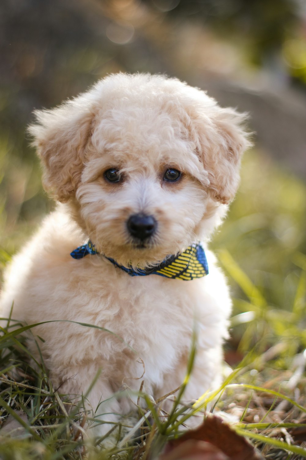 selective focus photography of puppy on grass field