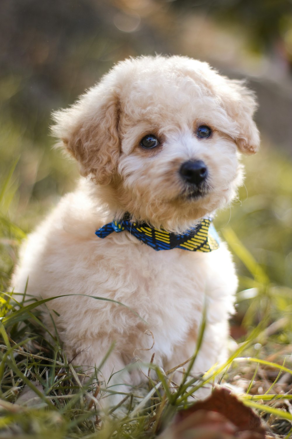 close-up photography of tan dog