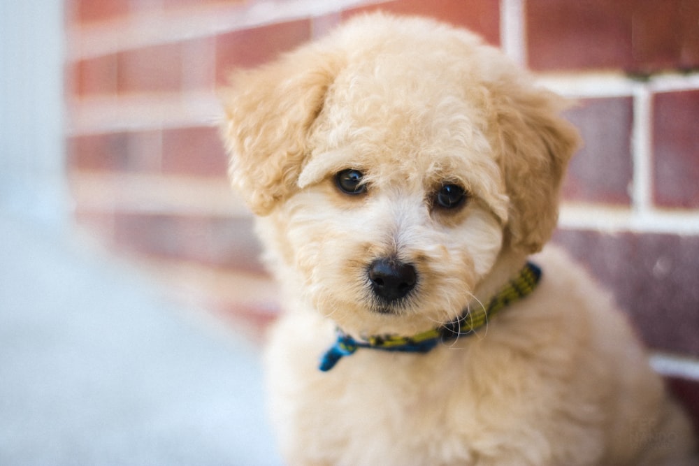 selective focus photography of tan puppy