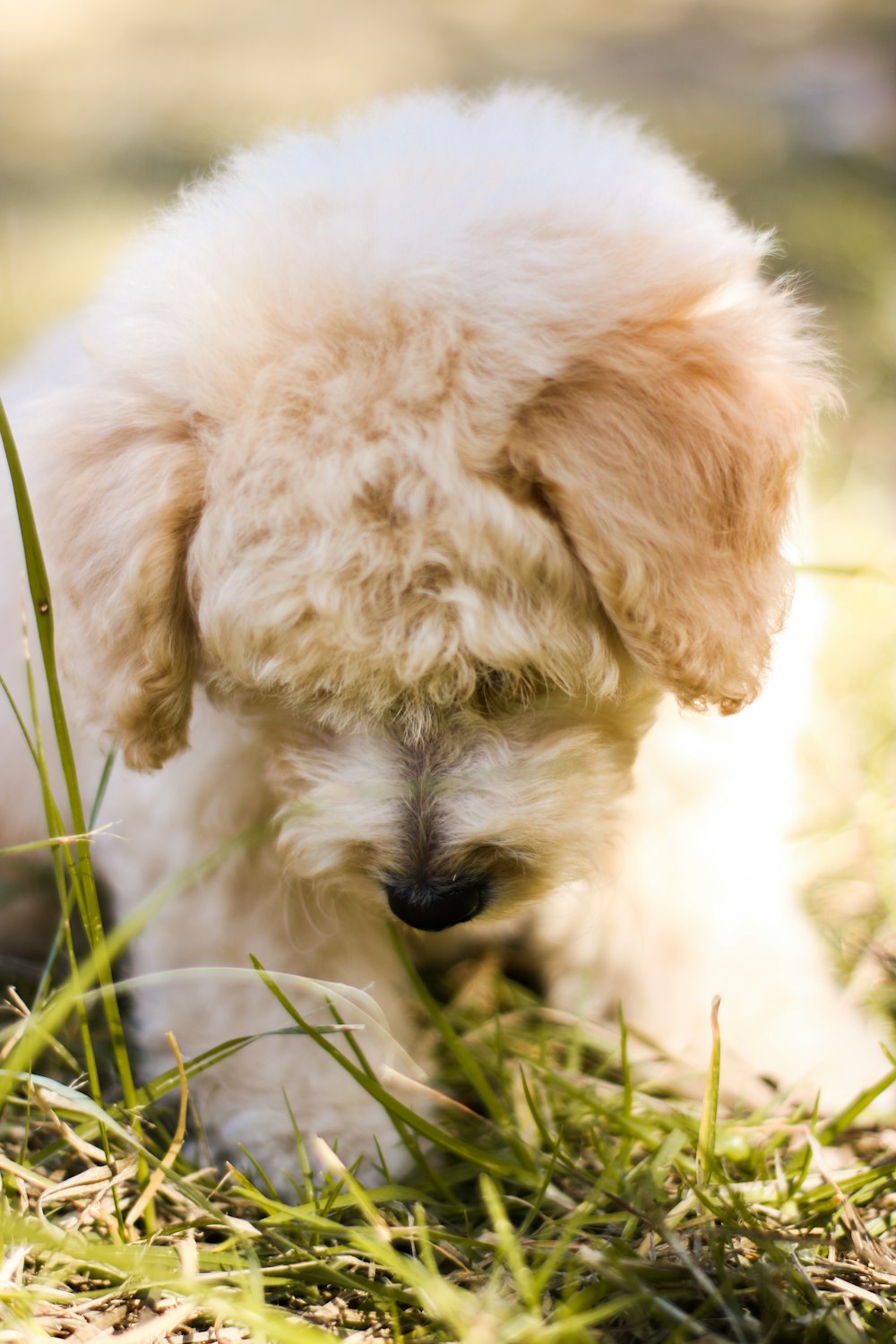 selective focus photography of medium-coated puppy on grass