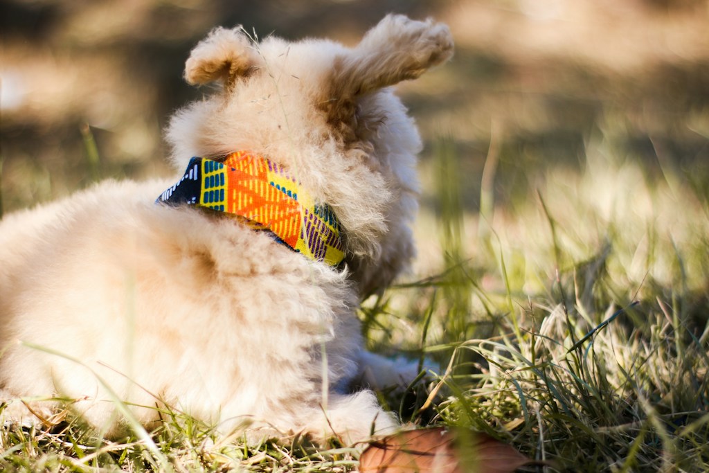 Dog Frisbee Toy