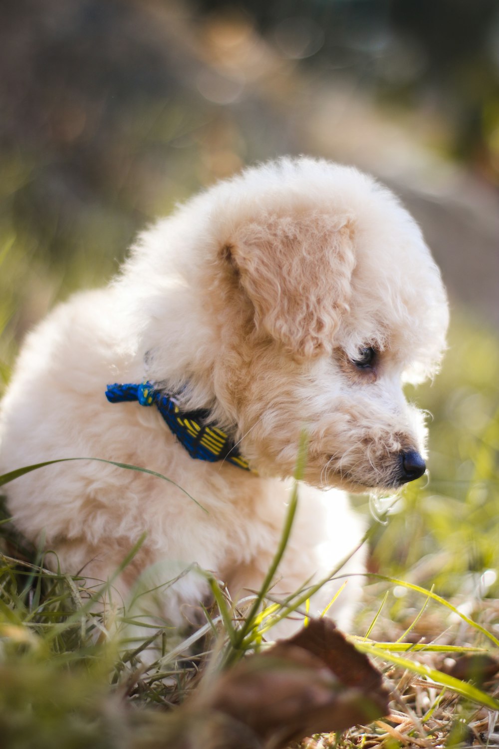 close up photography of white medium-coated puppy standing on grass field at daytime