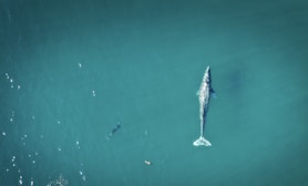 gray fish on calm water