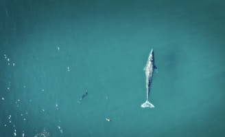 Whales playing in clear turquoise waters.