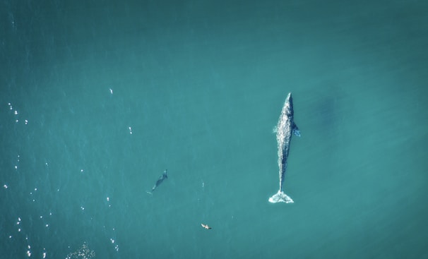 Whales playing in clear turquoise waters.