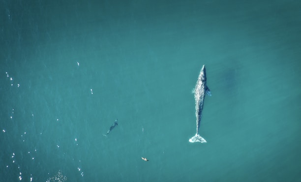 Photo of a blue whale surfacing near swimmers in clear ocean waters off Mirissa.