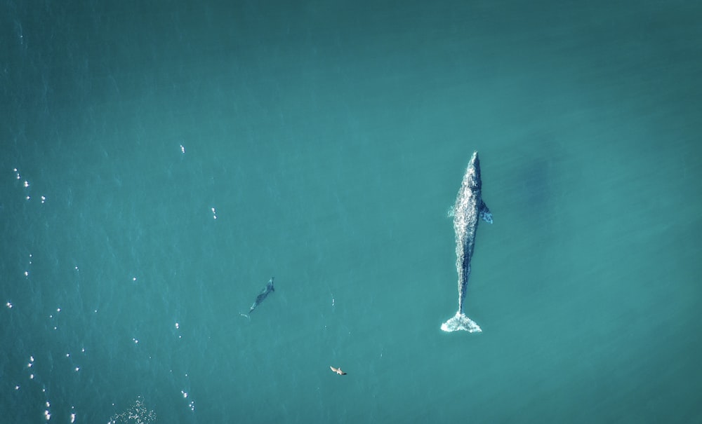 gray fish on calm water