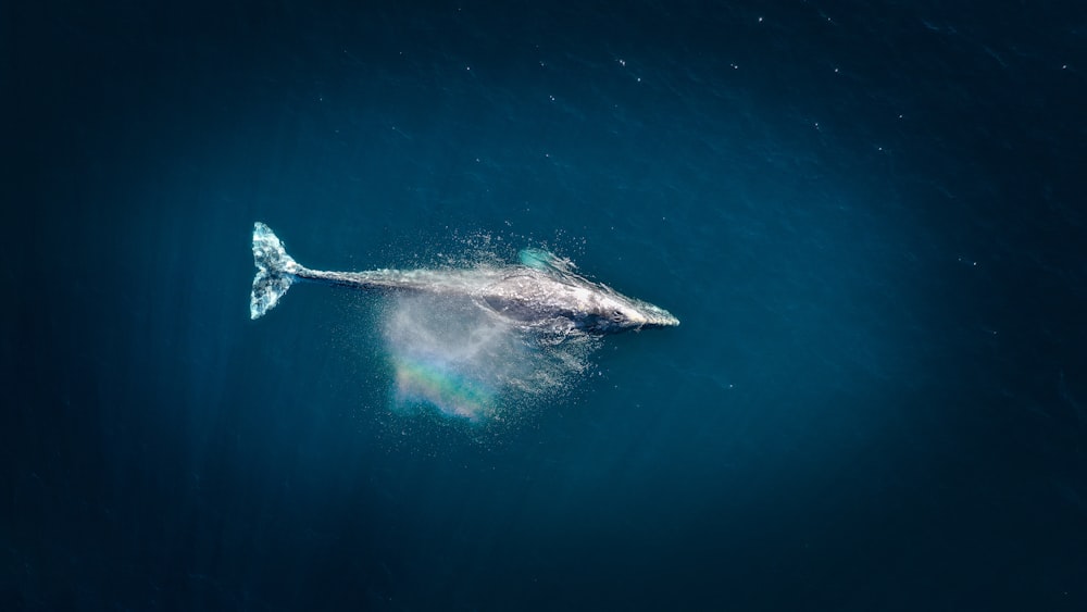 Fotografia aerea di grandi pesci durante il giorno