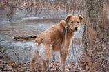A golden-brown dog stands near a body of water in a wooded area. The dog has a mix of white and golden fur, wearing a leash connected to a collar. Surrounding the dog are dry leaves and bare branches, indicating an autumn or winter setting.