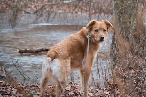 A golden-brown dog stands near a body of water in a wooded area. The dog has a mix of white and golden fur, wearing a leash connected to a collar. Surrounding the dog are dry leaves and bare branches, indicating an autumn or winter setting.