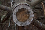 A tree trunk cross-section is cut cleanly, showing clear growth rings. The wood appears weathered and aged, with textures visible on the outer bark. The background consists of a natural, forested setting with blurred branches and underbrush.