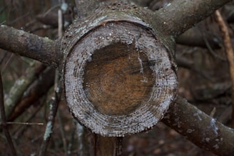 A tree trunk cross-section is cut cleanly, showing clear growth rings. The wood appears weathered and aged, with textures visible on the outer bark. The background consists of a natural, forested setting with blurred branches and underbrush.
