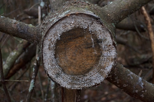 A tree trunk cross-section is cut cleanly, showing clear growth rings. The wood appears weathered and aged, with textures visible on the outer bark. The background consists of a natural, forested setting with blurred branches and underbrush.