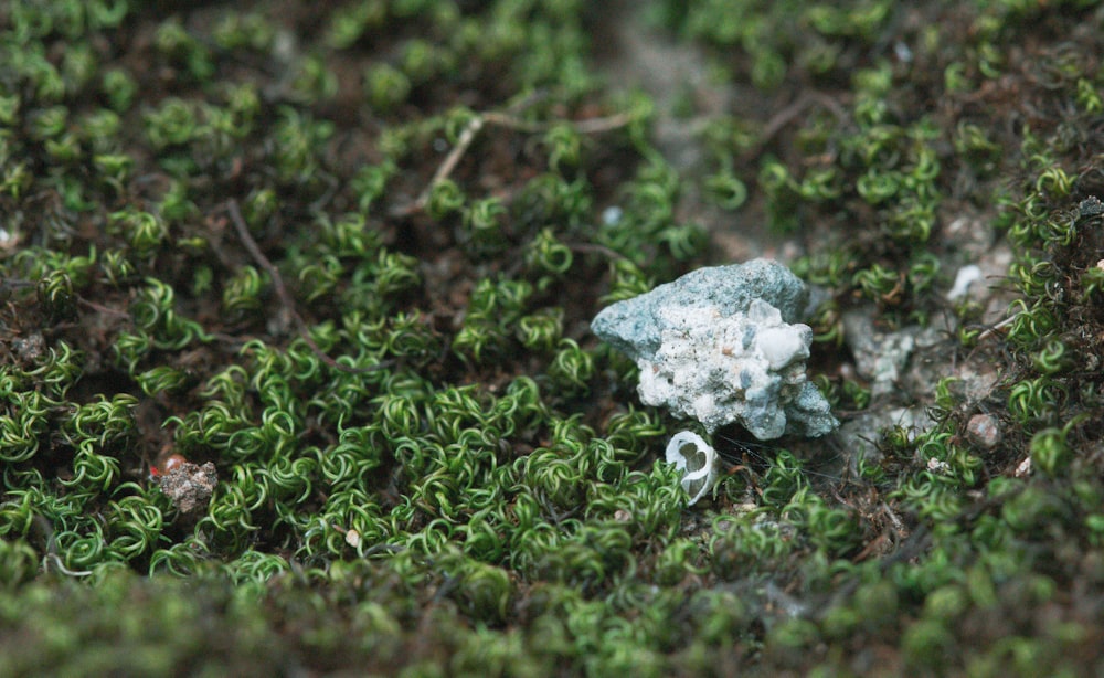 gray stone near green-leafed plants