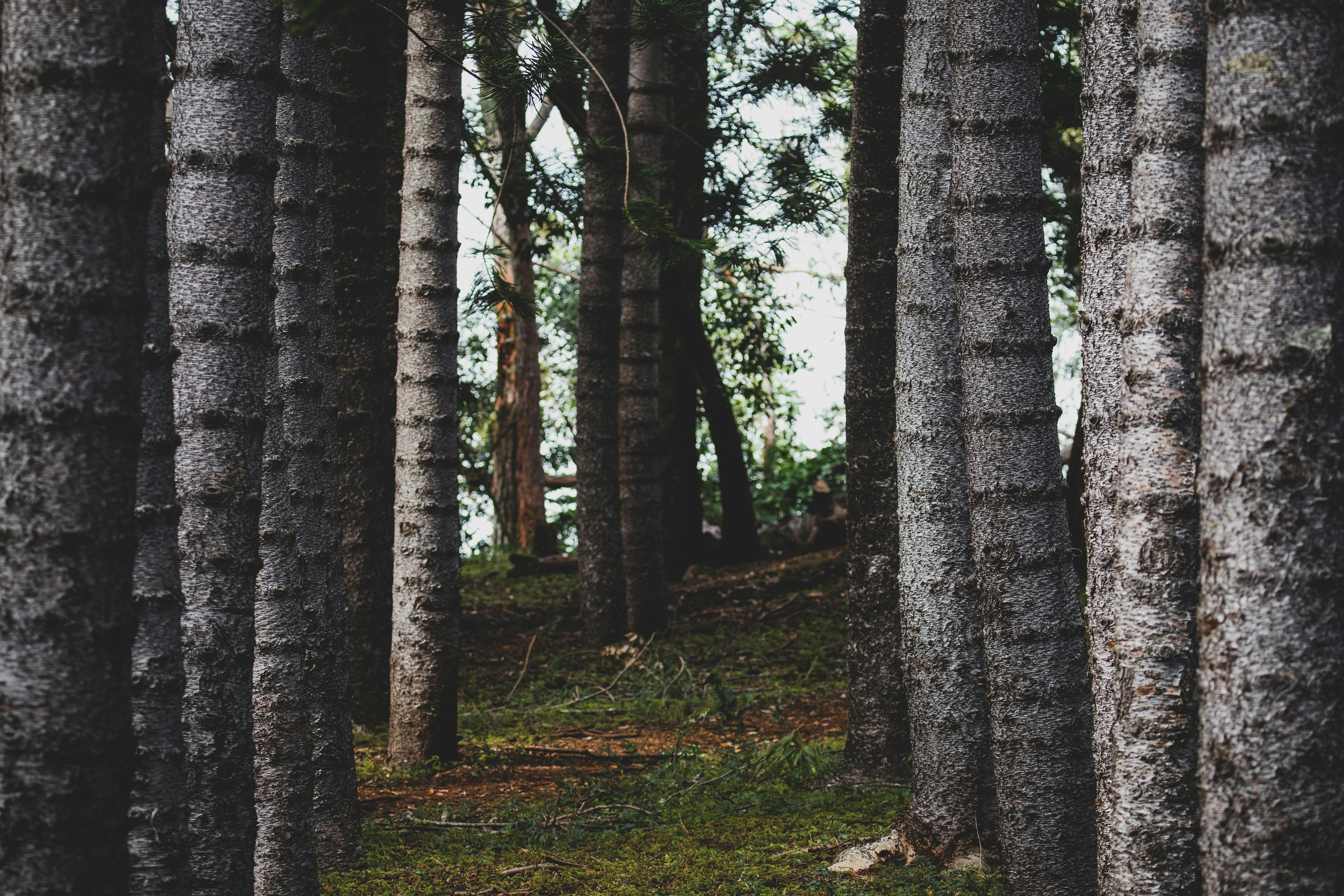 Photo by midnightflash36