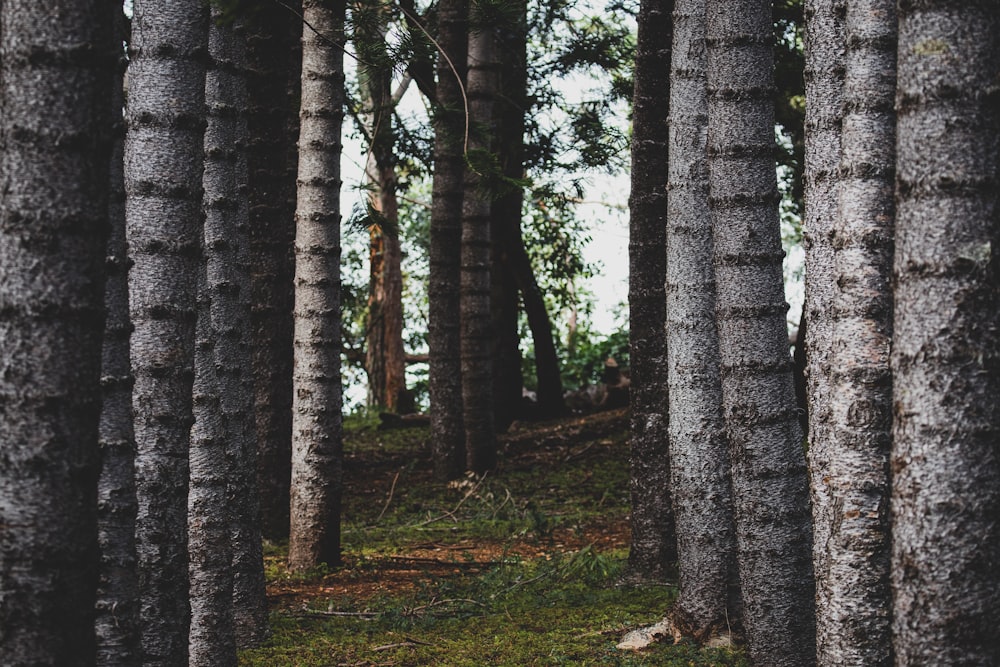 gray forest trees