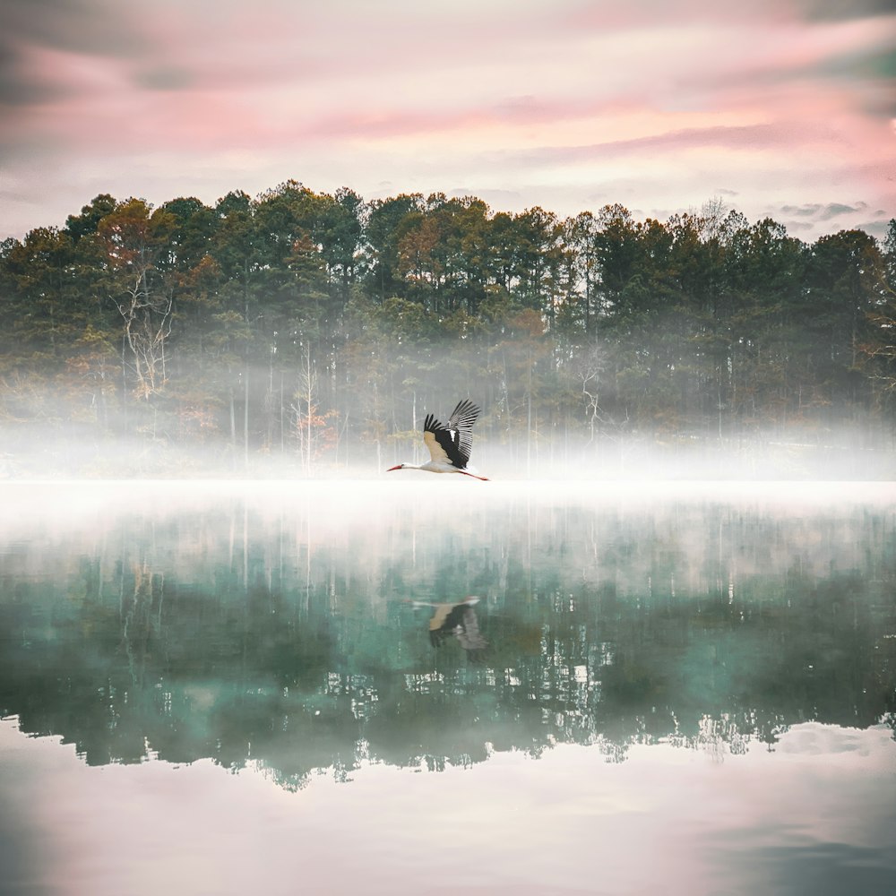 white and black bird flying beside trees during daytime