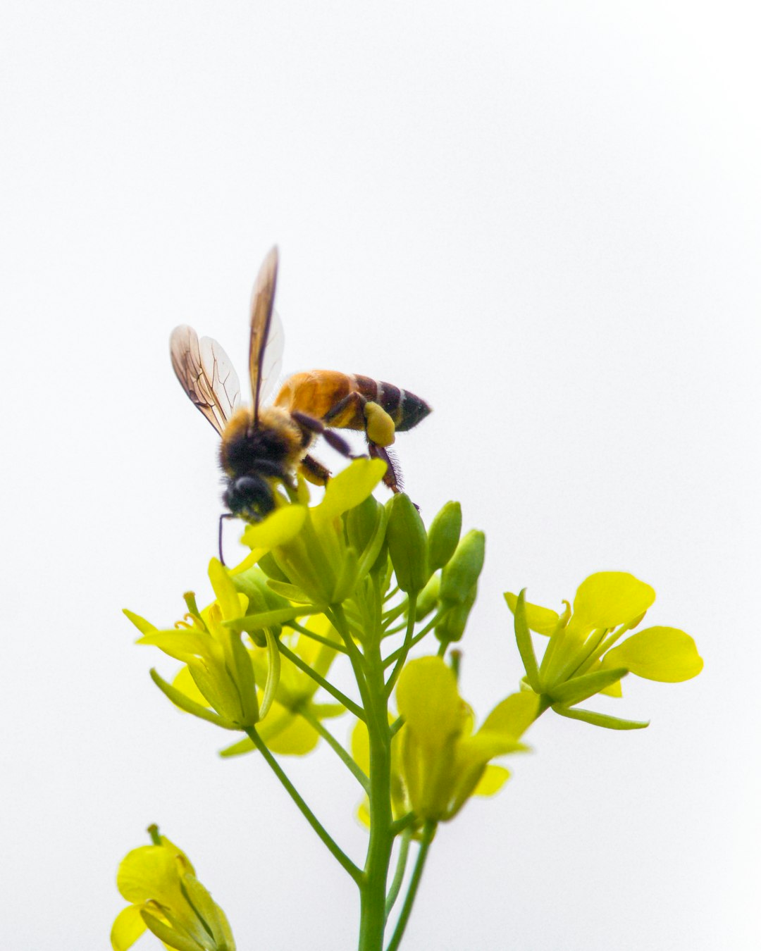 bee perched on yellow-petaled flower