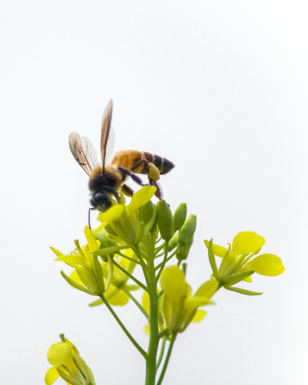 bee perched on yellow-petaled flower