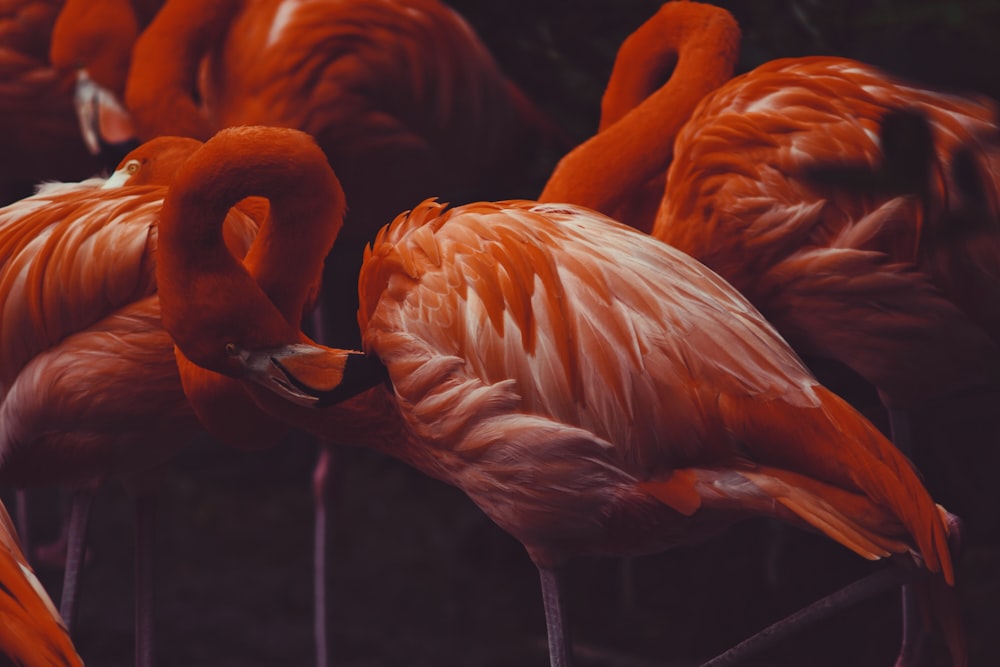 close-up photography of pink Flamingos