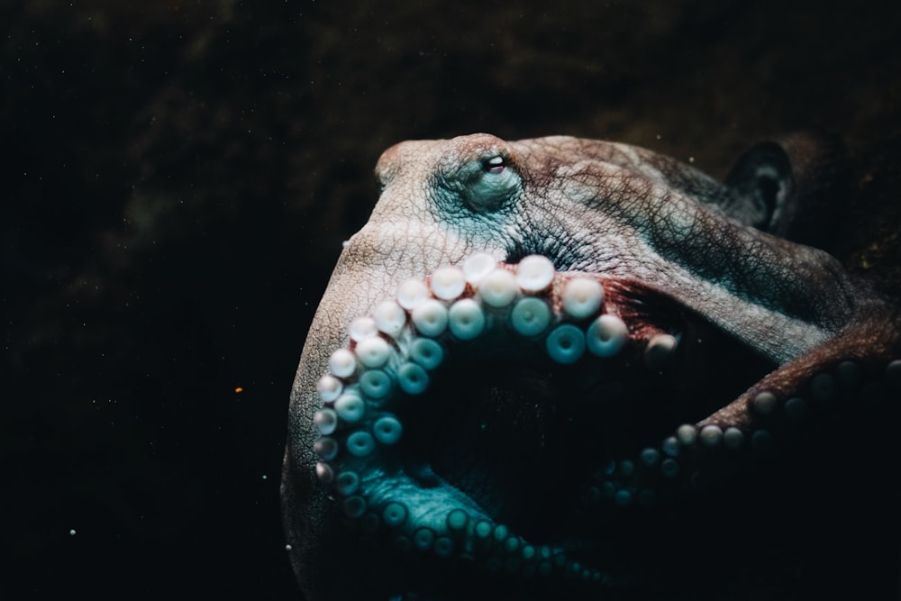 close-up photo of brown octopus