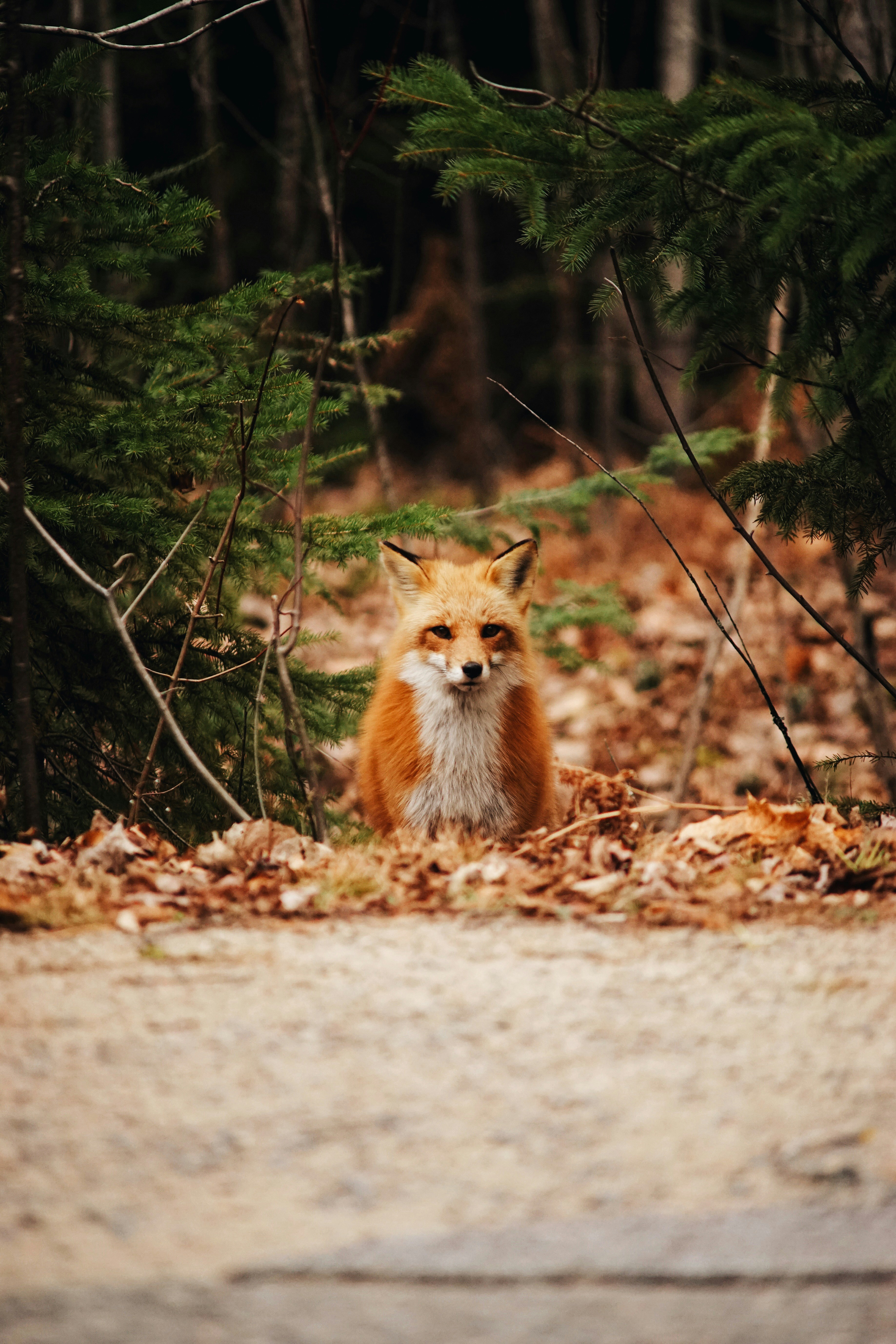 Permafrost: The Frozen Ground That Shapes Arctic Landscapes