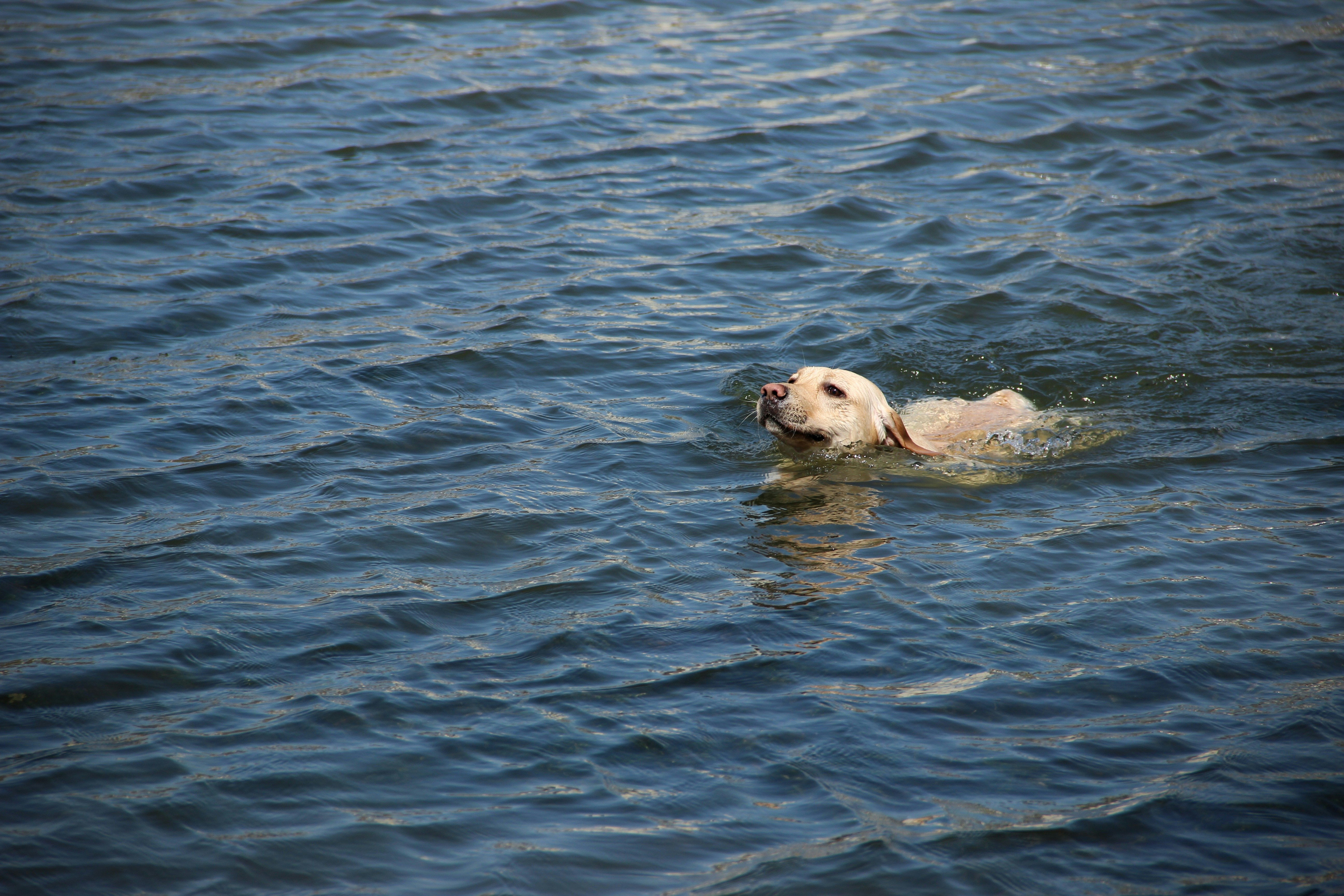 Therapeutic Swimming for Dogs: Fitness, Healing, and Joy