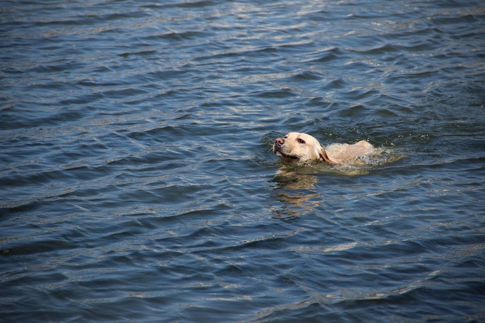 dog swimming on ocean during daytime