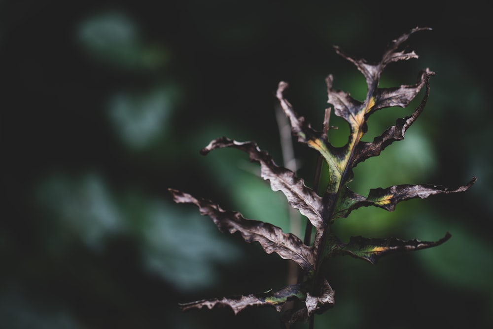 selective focus photography of leaf