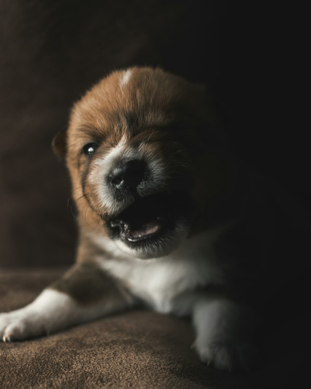 proning brown and white short coated puppy