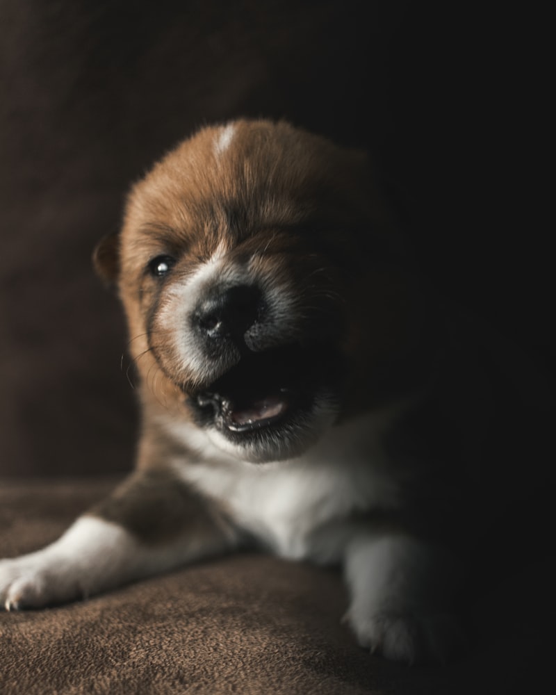 Puppy Growling When Picked Up