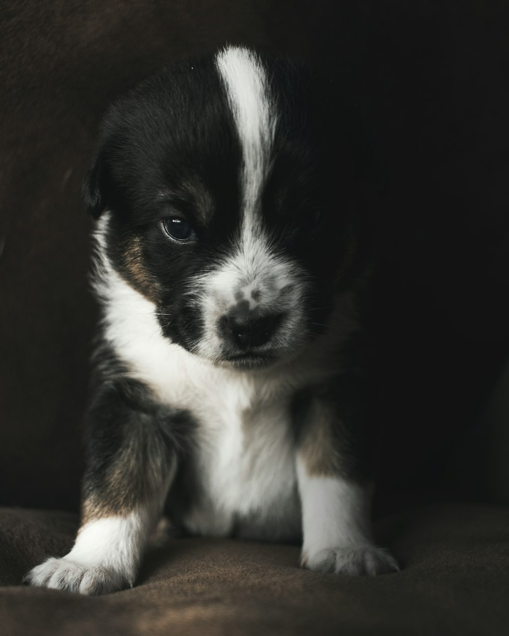 front view of black and white puppy sitting on brown sofa