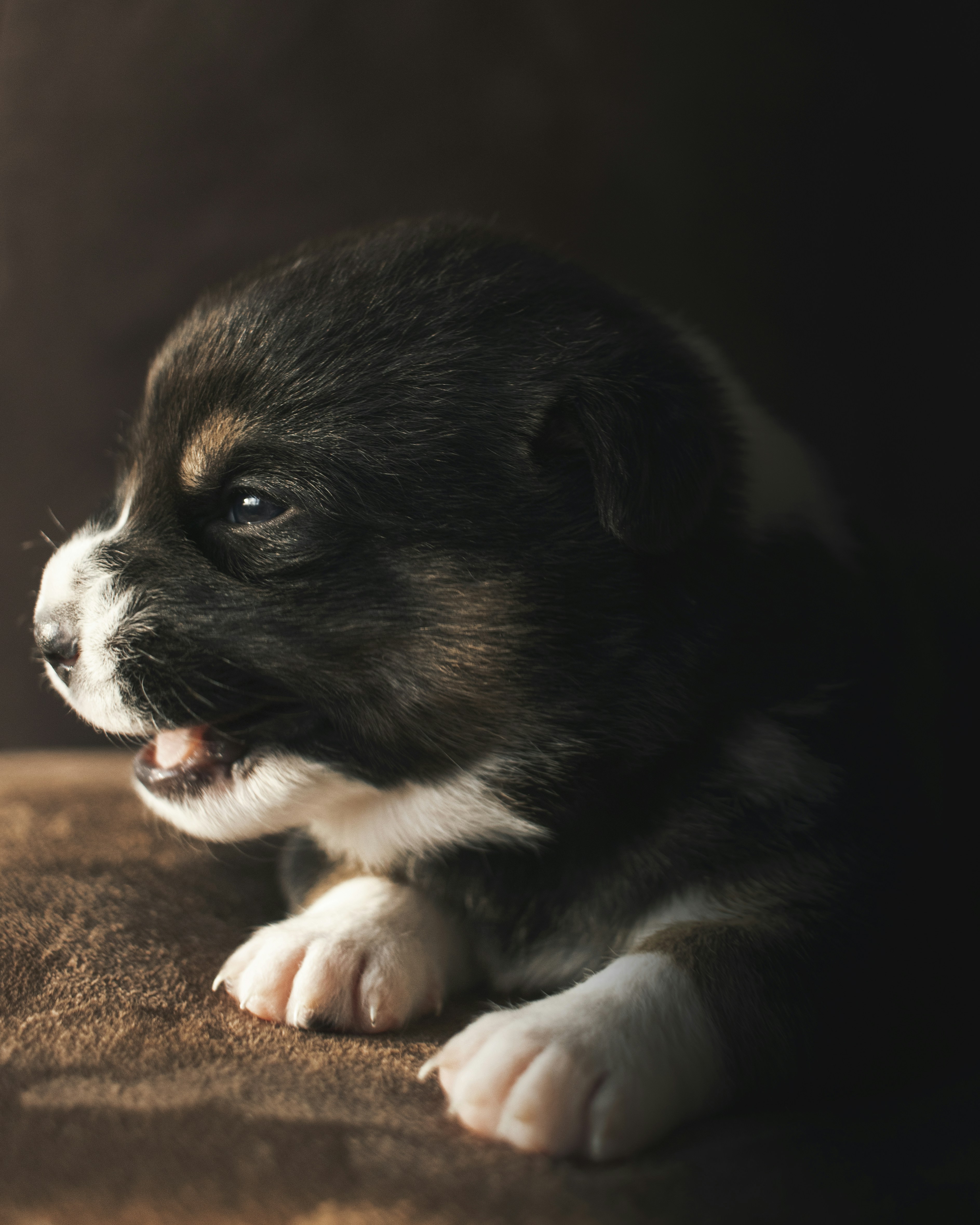 black and white smooth coat puppy