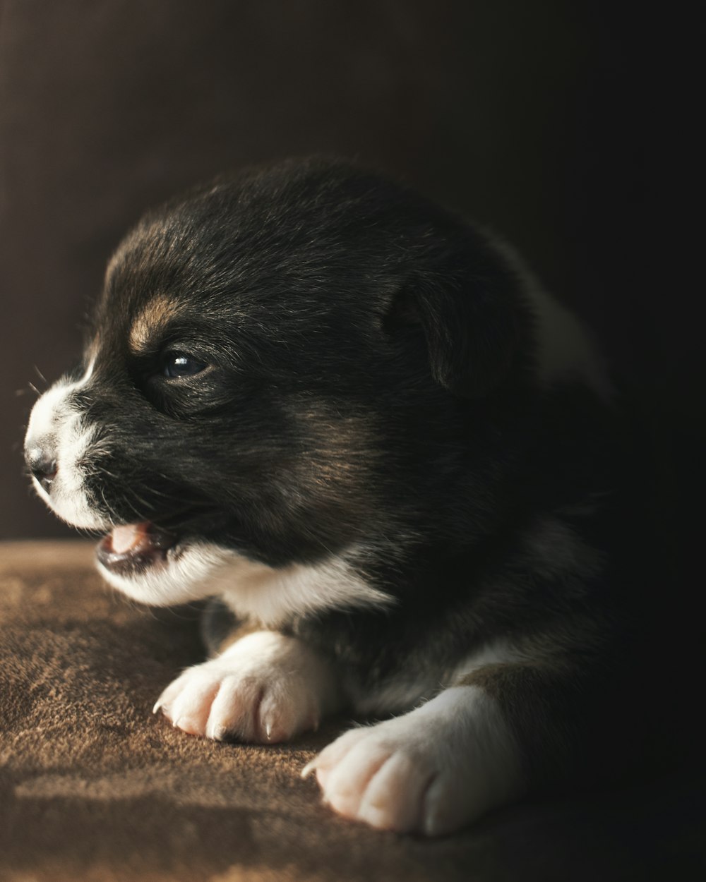 black and white smooth coat puppy