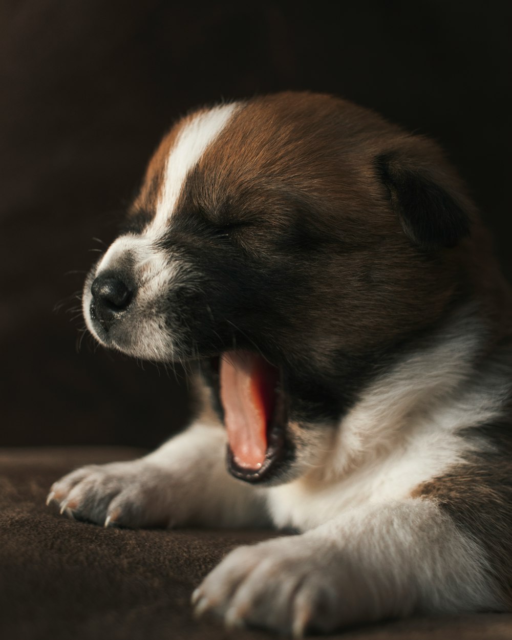 yawning white and brown short coated puppy