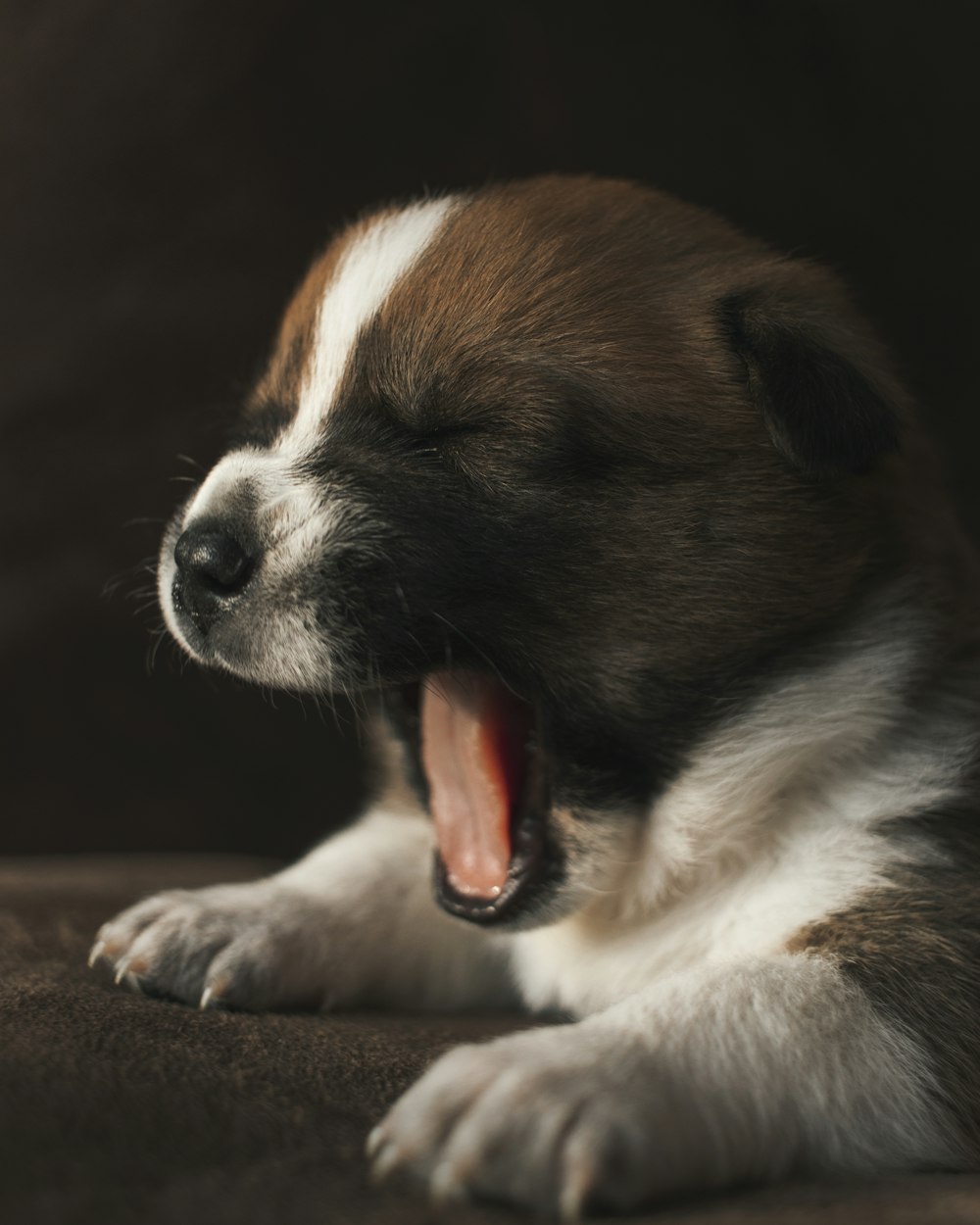 yawning white and brown short coated puppy