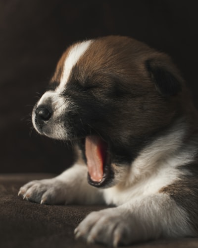 Yawning white and brown short-coated puppy, part of a complete puppy training guide