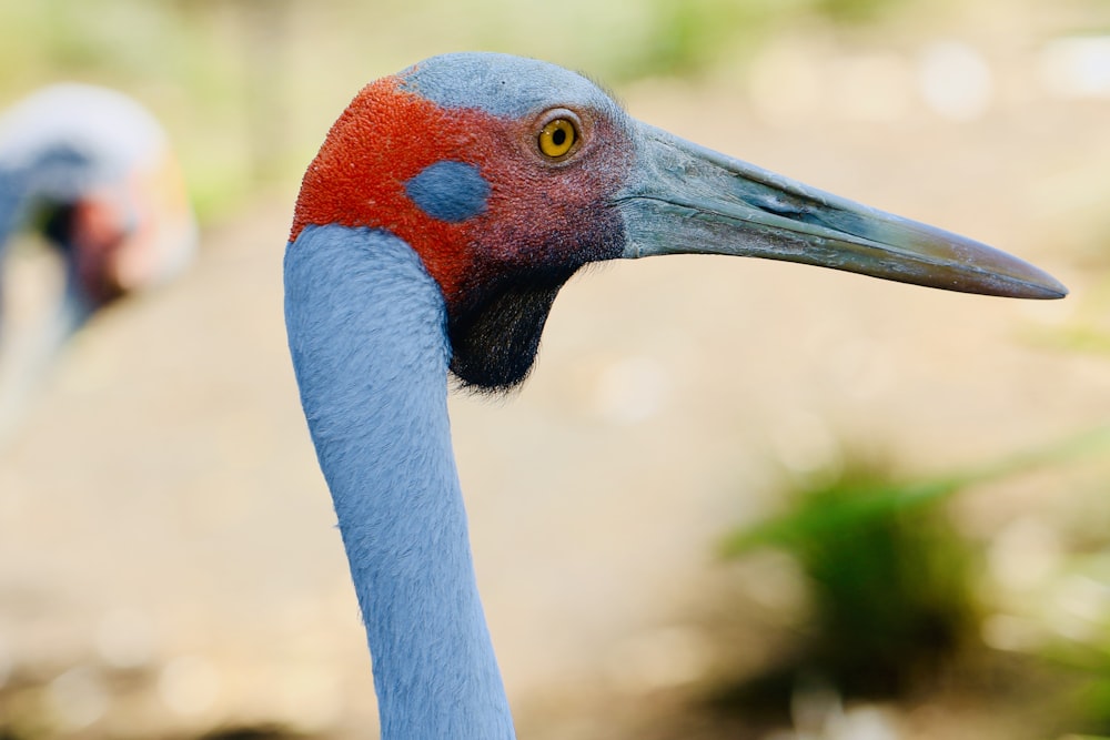 blue and red bird close-up photography