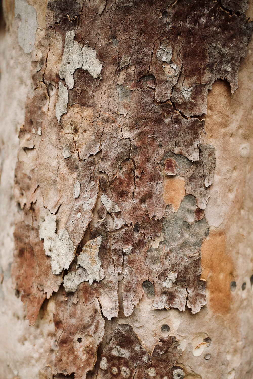 a close up of a tree with peeling paint