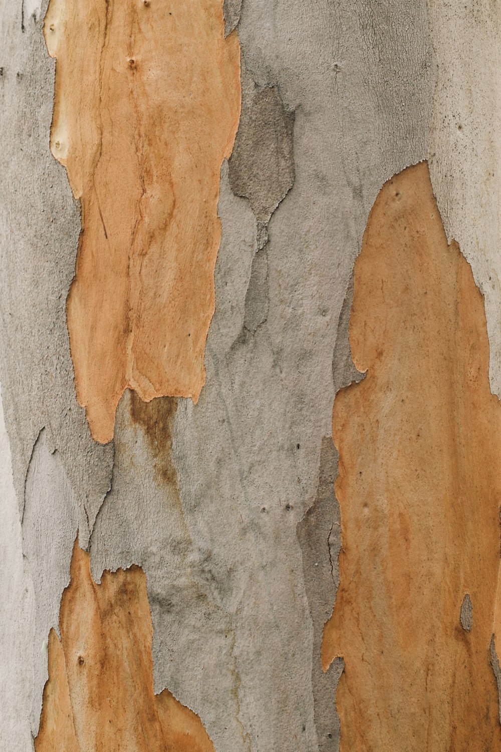 Foto de primer plano del tronco del árbol