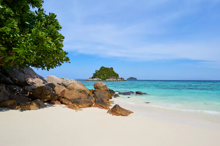 Pokok dan batu di tepi laut