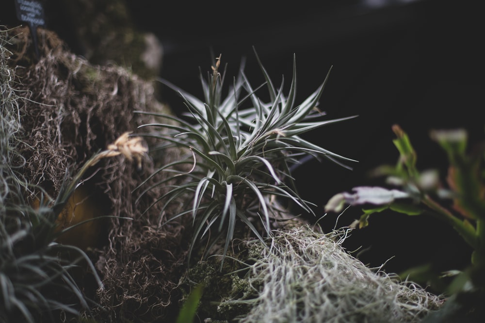 green linear-leafed plant