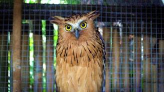 A brown owl with distinctive yellow eyes and erect feather tufts is perched in an enclosure. The background shows a wire mesh and wooden elements, suggesting a controlled environment such as a zoo or sanctuary.