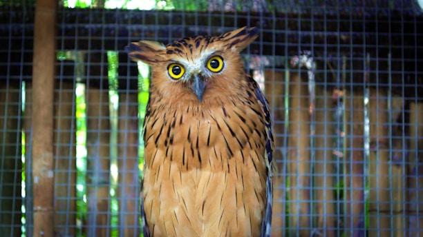 A brown owl with distinctive yellow eyes and erect feather tufts is perched in an enclosure. The background shows a wire mesh and wooden elements, suggesting a controlled environment such as a zoo or sanctuary.