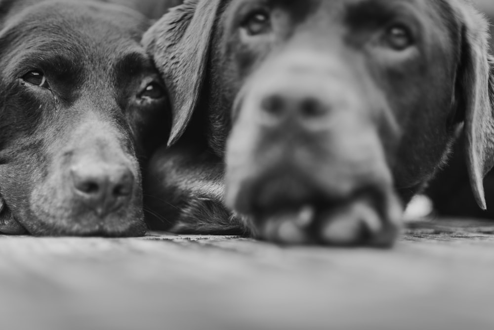 grayscale photo of two dogs