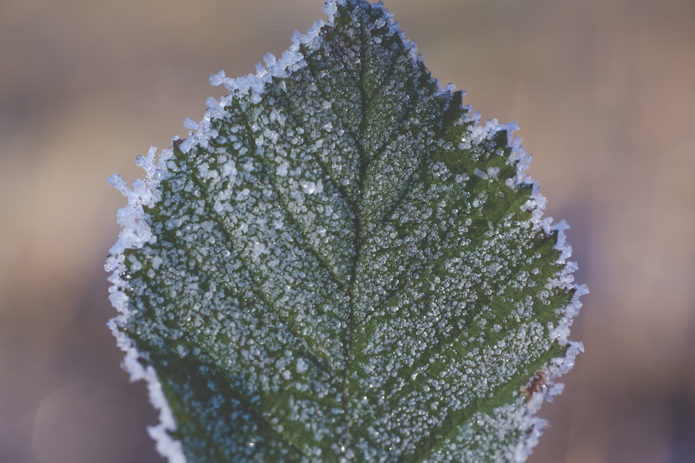 close-up photography of frozen leaf