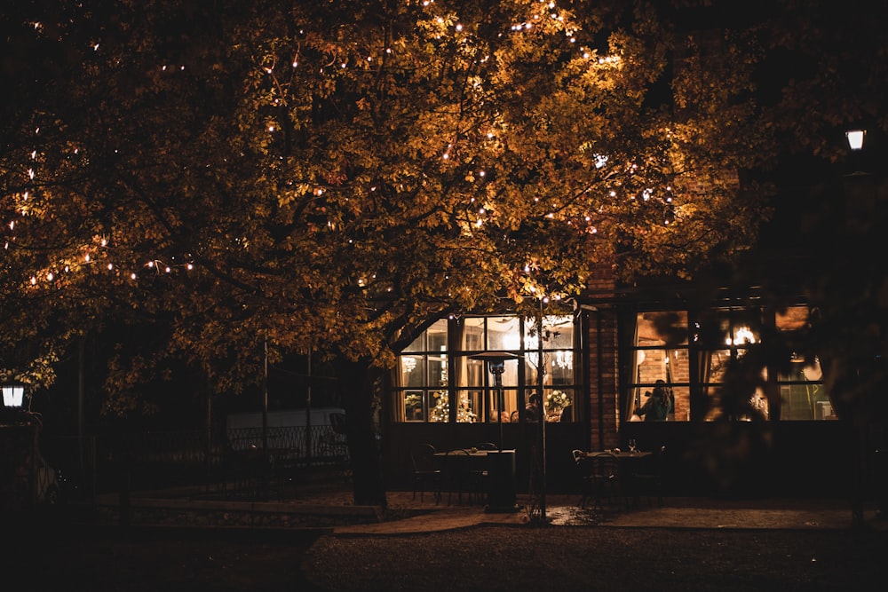 brown tree beside house during nighttime